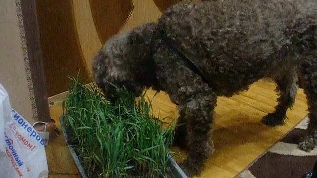 собака ест пырей смотреть онлайн