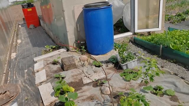Как полить весь огород и не таскать лейки с водой? Несколько способов автоматического полива
