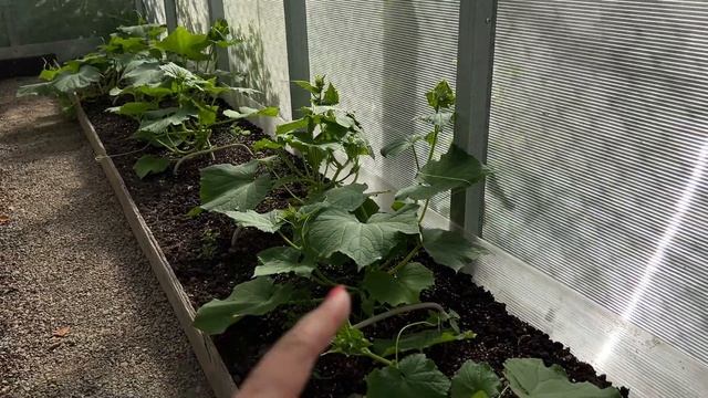 День Рожденья продолжается! Приехал сын поздравить маму!