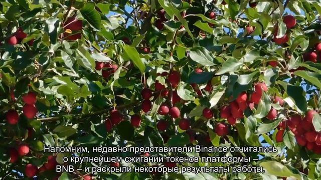 Binance запускает торги токенизированными акциями Apple, Microsoft и Microstrategy смотреть онлайн