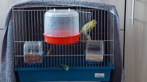 Кенар овсяночного напева. Ярит.