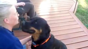 Собака мурлычет, как кошка