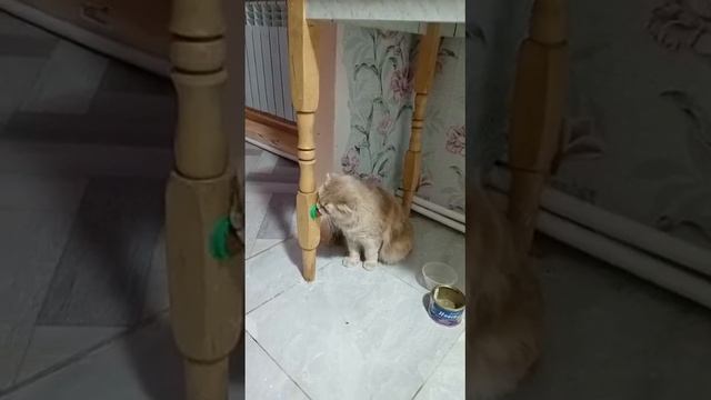 УСПОКОИТЕЛЬНОЕ ДЛЯ КОШЕК#валерьянка #успокойся #кошка #латэ #язык #ласка #животные #зоозащитники