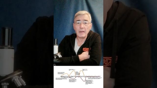 ПЧЕЛОВОДСТВО.  Жизненный цикл клещей Варроа