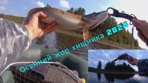 Осенний жор щуки и окуня. Задолбали троллингисты ...... #рыбалка #россия