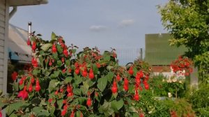 Июль хуже некуда. Опаздываем с цветением. Успеем  ли насладиться красотой?Обзор сада июль