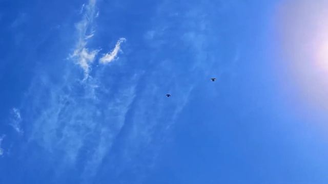 Тренировка, Николаевские голуби молодёжь 10.05.2022 г