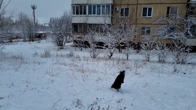 Чак#Зима смотреть онлайн