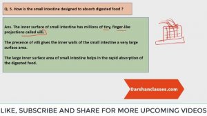 How is the small intestine designed to absorb digested food?