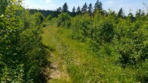 Ловля роев, пчеловодство!  Проверяю ловушки на рои в лесу!