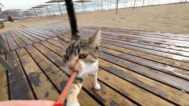 Turkish Cats in 4K - Турецкие Коты в 4К - Meow - Turkey смотреть онлайн