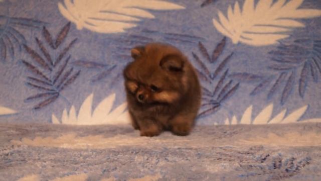Мини медвежонок