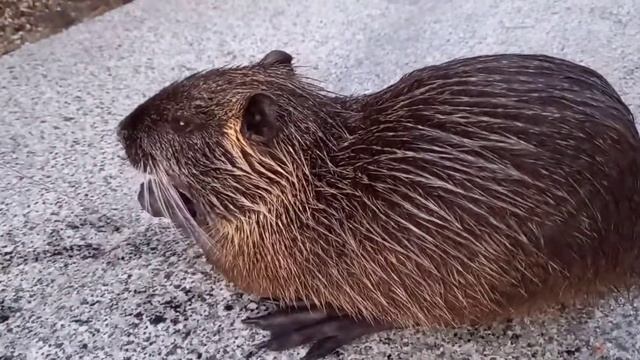 Такая милая нутрия!!!/Such a cute nutria!!! смотреть онлайн