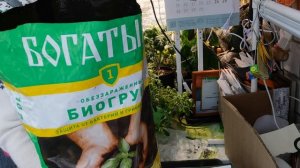 Посев любимого лука.4 совета для получения отличного результата по выращиванию лука семенами