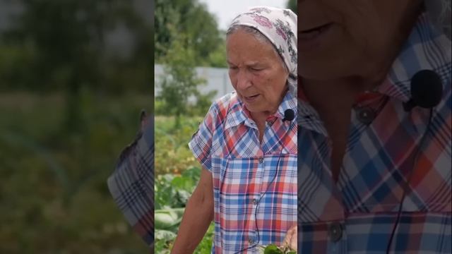 Когда и как правильно сажать клубнику