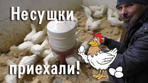 Встречаем кур-несушек! 🐔🐓🥚