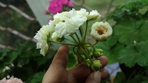 Где быстрее зацветают мои пеларгонии  - на окне или под лампами?