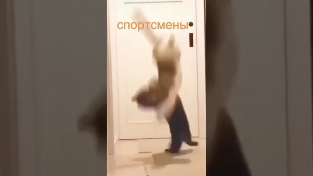 Кот-спортсмен.😁😁😁😁