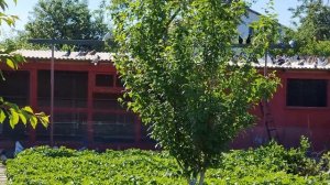 Голуби проблемы низкой крыши