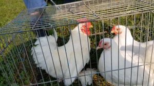 28.07.19. Птичий рынок г.Кропоткин ч 3. Bird market Kropotkin h 3.