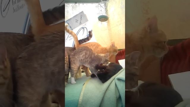 Котята-подростки ищут Дом смотреть онлайн