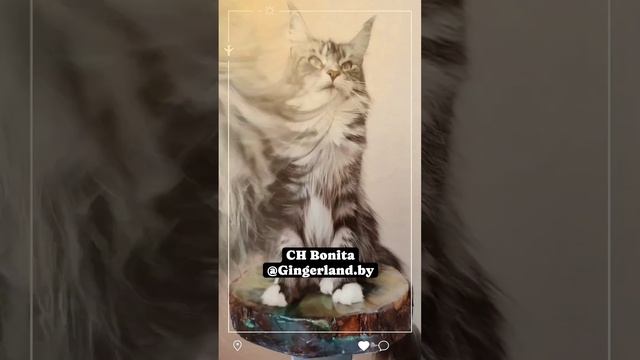 CH Bonita @gingerlandby  #bigcat #мейнкун #catlover #cat #kittens #animals #pets #топ #meow