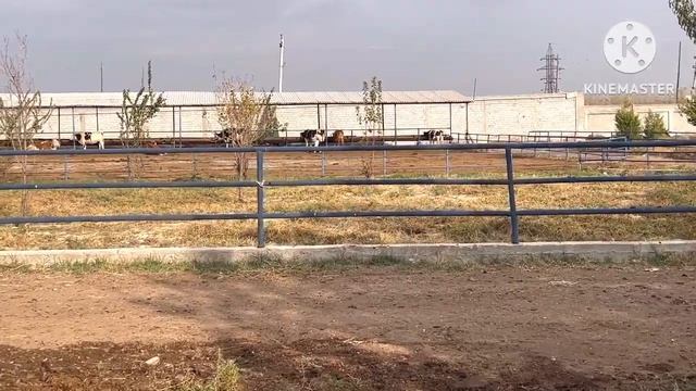 25.  литир  С.  25. ками  бор   Оган  одам  барака Т🏃📞 +998 97-709-50-04📞977028838 смотреть онлайн