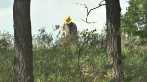 Стратим птица на острове Буян