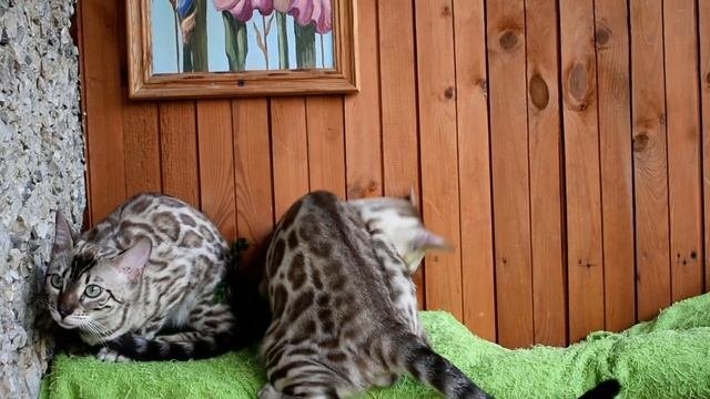 Бенгальские кошки