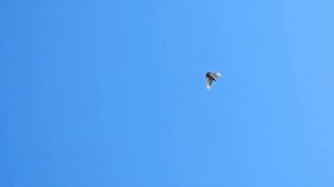 Голуби 70 + командировка 2км