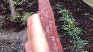 ПОСАДКА НОВЫХ РАСТЕНИЙ В ЮЖНОМ САДУ. 12 февраля 2024 год.