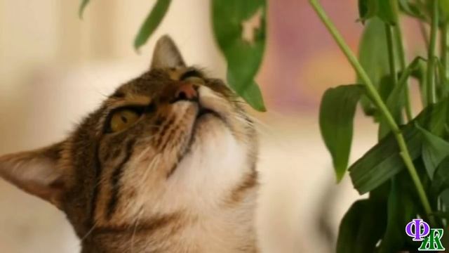 ПУС 16.«Ага, так это вы так странно пахнете, сейчас я попробую вас на вкус» - подумал кот. смотреть онлайн