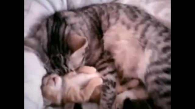 Забавные кошки и котята Funny Cats and Kittens Video Compilations 6 Cute Videos смотреть онлайн