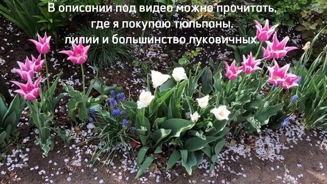 САД ЦВЕТЁТ. КЕРРИЯ  ЗАМЕНЯЕТ ВЕСНОЙ РОЗЫ. ОТВЕЧАЮ НА ВОПРОС, ГДЕ Я ПОКУПАЮ ЛУКОВИЧНЫЕ.