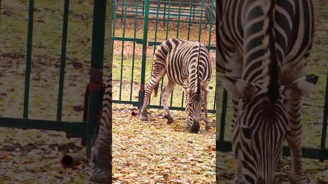 🦓 В нашем зоопарке живет пара зебр Чапмана Адам и Фифа.