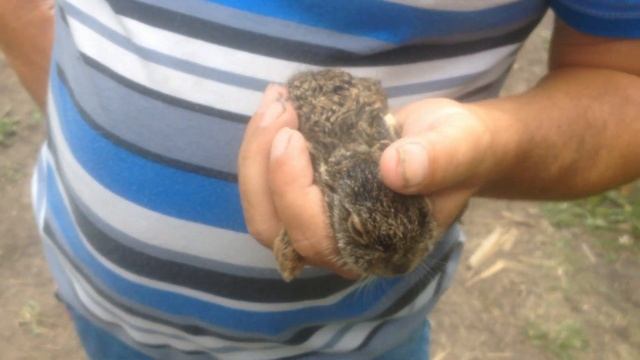 Спасли зайчика во время корчёвки