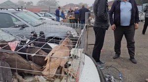 Голуби цены Птичий рынок г Прохладный