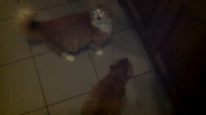 Кот ходит на задних лапах