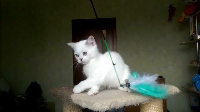 Британские котята,серебристые шиншиллы.