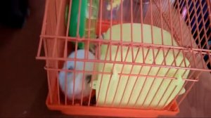 Знакомство с хомяком! Кот Семён и хомяк. Домашнее видео лучшее.