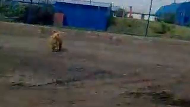 Чопик-Дебильная Собака))) смотреть онлайн