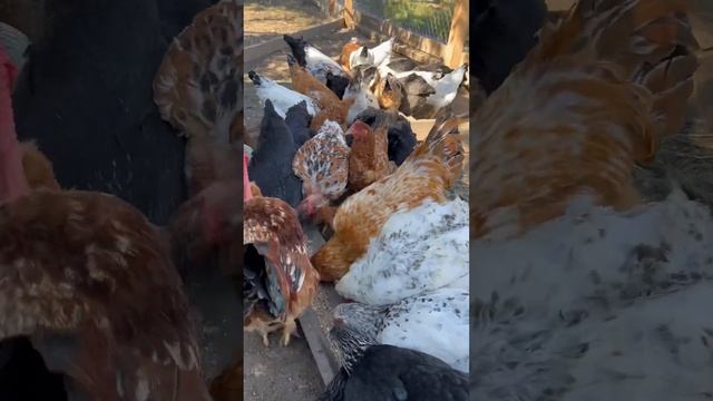 #farm #птицы #ферма #farming #бройлер #курица #куры #курынесушки #farmers #деревня #несушки #корма смотреть онлайн