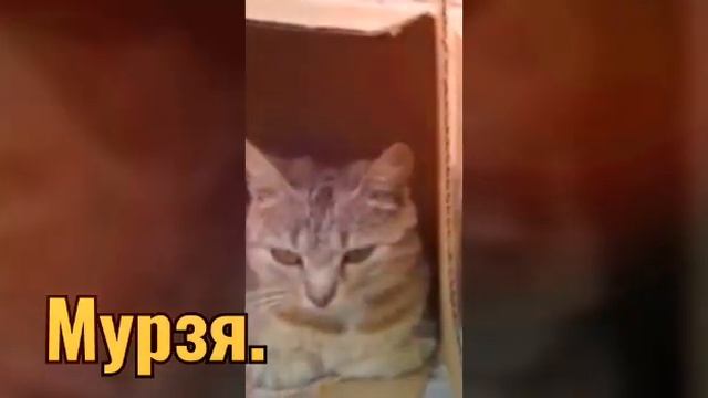 Анука—Давайка.