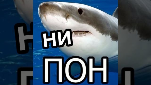 ПОН