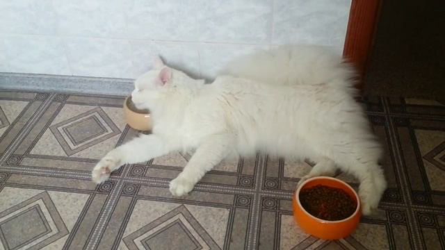 у кота видать бодун смотреть онлайн