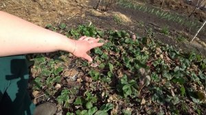 Не торопитесь чистить садовую землянику!