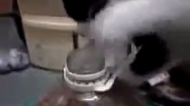 ГОЛОДНЫЙ КОТ смотреть онлайн