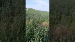 Озимая пшеница, после обработки препаратами Чудозем Азот и Grow  2023 06 26.