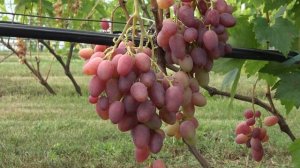 Виноград Виктор