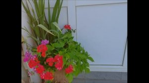 ЦВЕТОЧНЫХ МИКСЫ в кашпо в середине лета. Плюсы и минусы посадки.